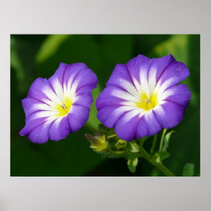 God morgon-blomma poster