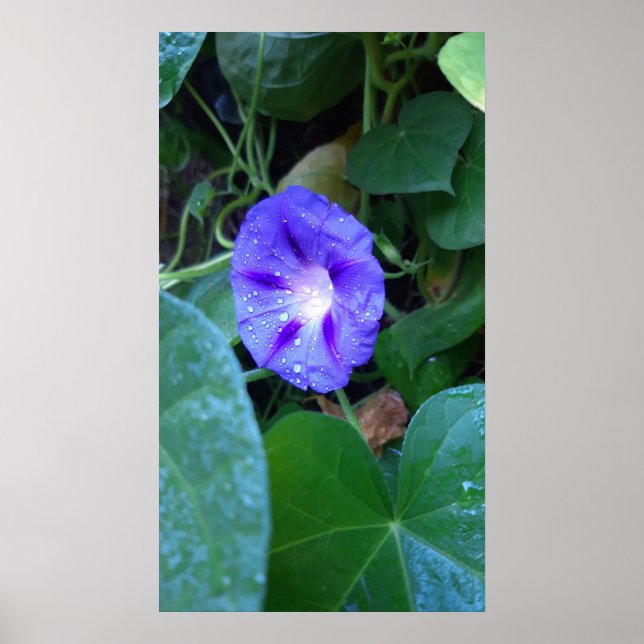 God morgon, blommor, ipomoea med regndroppar poster (Framsidan)