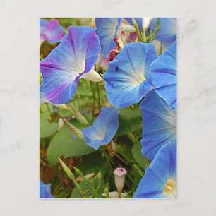 God morgon, blommor vykort