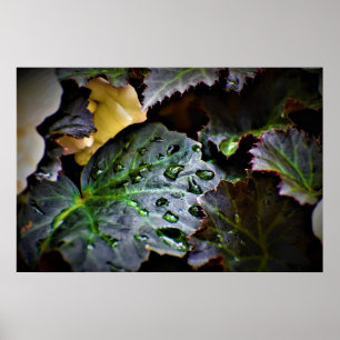 God morgon Dew. Poster