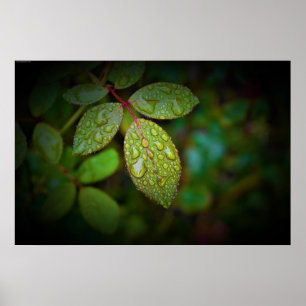 God morgon Dew. Poster