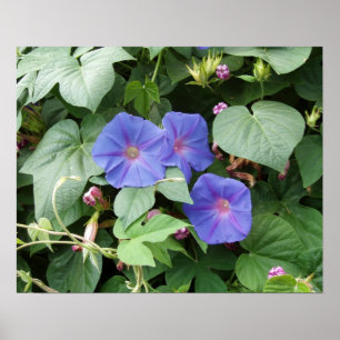 God morgon-fotofoto poster