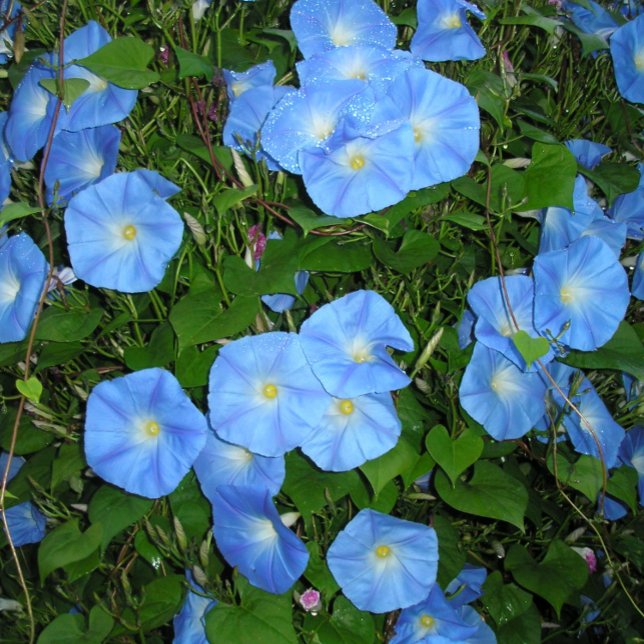 God morgon, Glorier! Kudde (Skapare uppladdad)