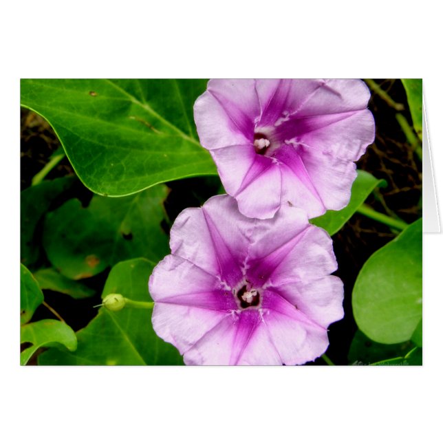 God morgon Glories @ Krabi Card Hälsningskort (Framsidan Horizontal)