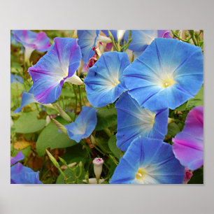 God morgon Glories Poster