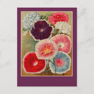 God morgon Glories Seed Packet Art Cards Vykort