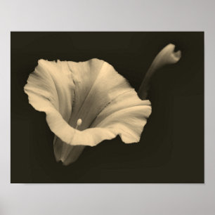 God morgon Glory Flower Sepia Close Poster