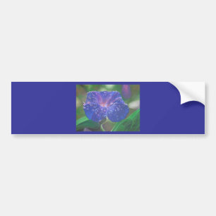 God morgon Glory (Ipomoea Purpurea) Petals och Dew Bildekal