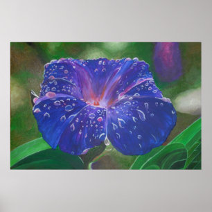 God morgon Glory (Ipomoea Purpurea) Petals och Dew Poster