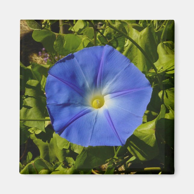 God morgon Glory Magnet (Framsidan)