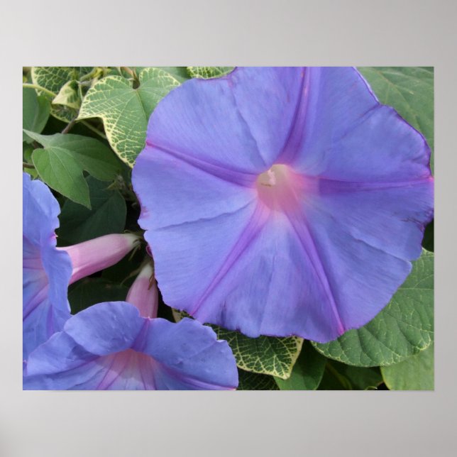 God morgon Glory Poster (Framsidan)