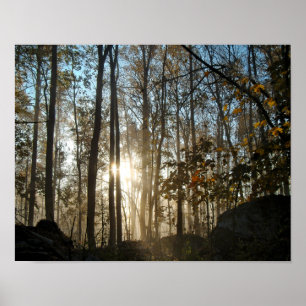 God morgon i Pennsylvania Skogen Poster