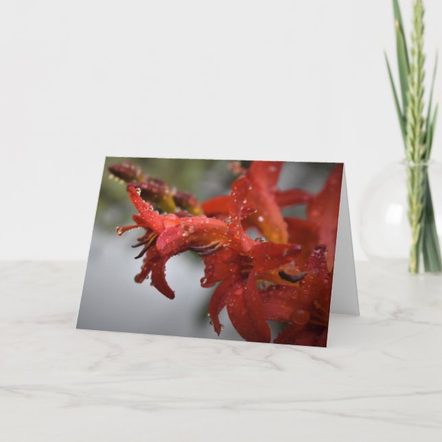 God morgon, kort (Framsida)