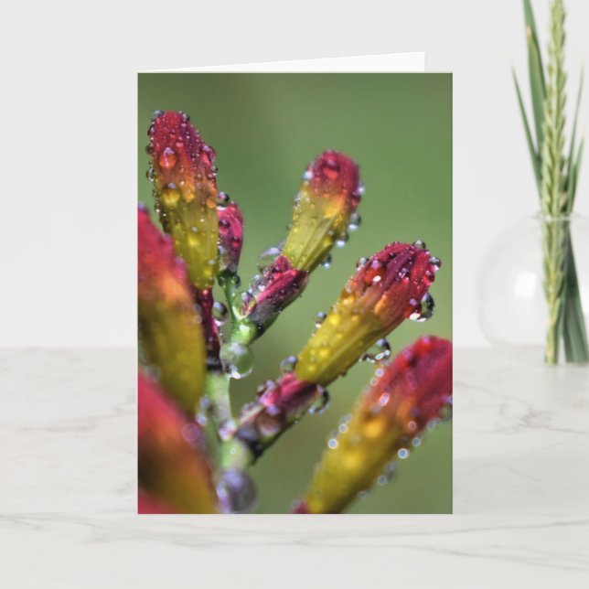 God morgon, kort (Framsida)