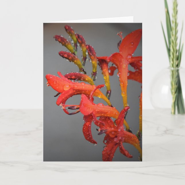 God morgon, kort (Framsida)