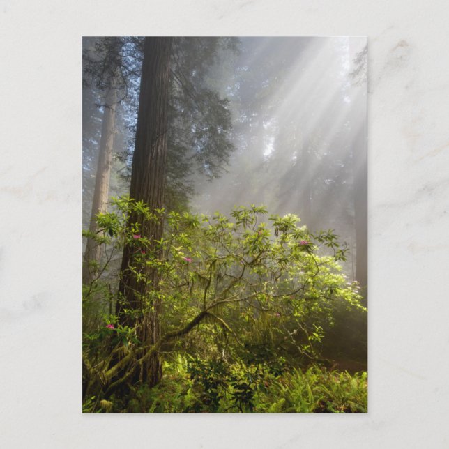 God morgon Mist på Rhododendron Vykort (Framsida)