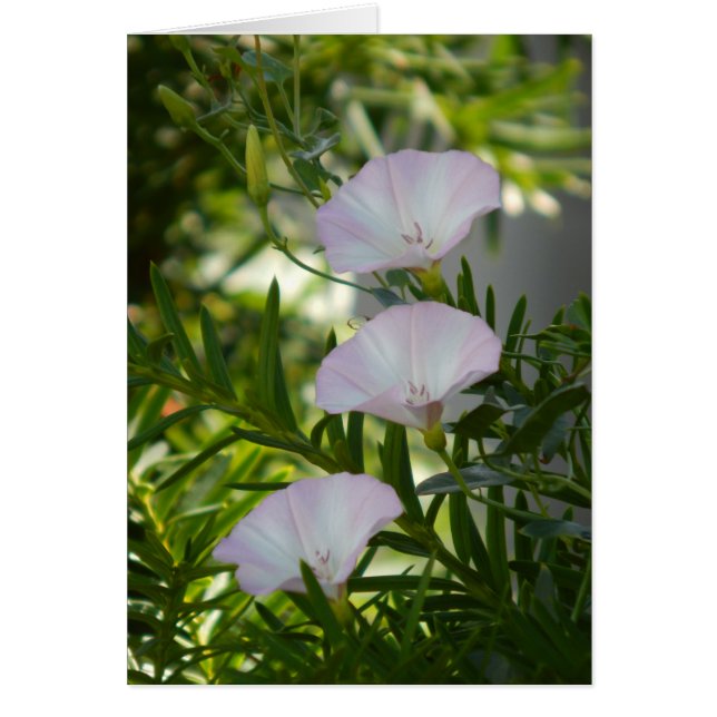 God morgon OBS kort (Framsidan)