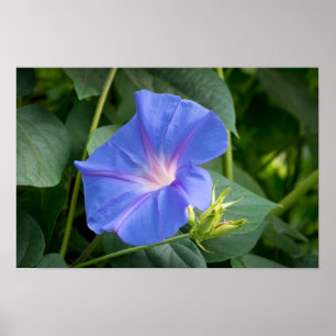 God morgon och Bud i Lush Foliage Poster