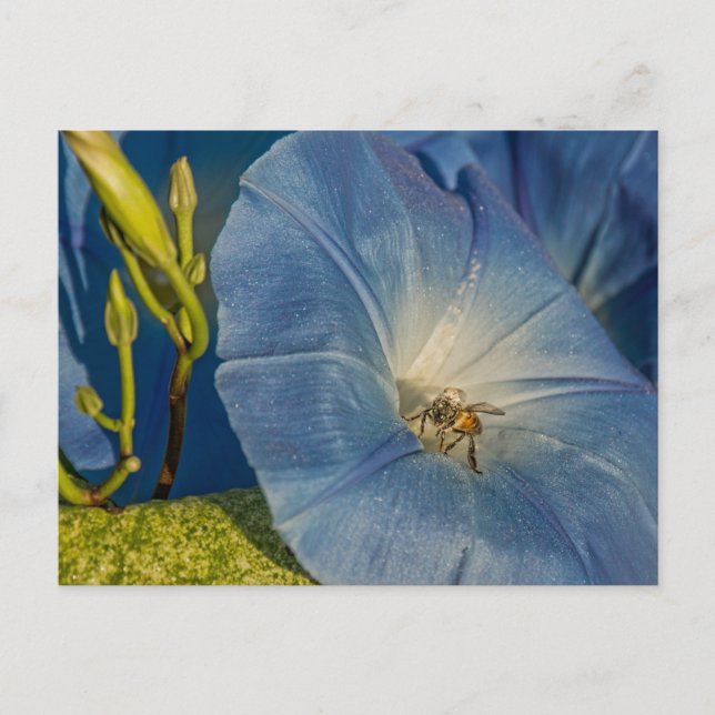 God morgon och honungsbiekort vykort (Framsida)