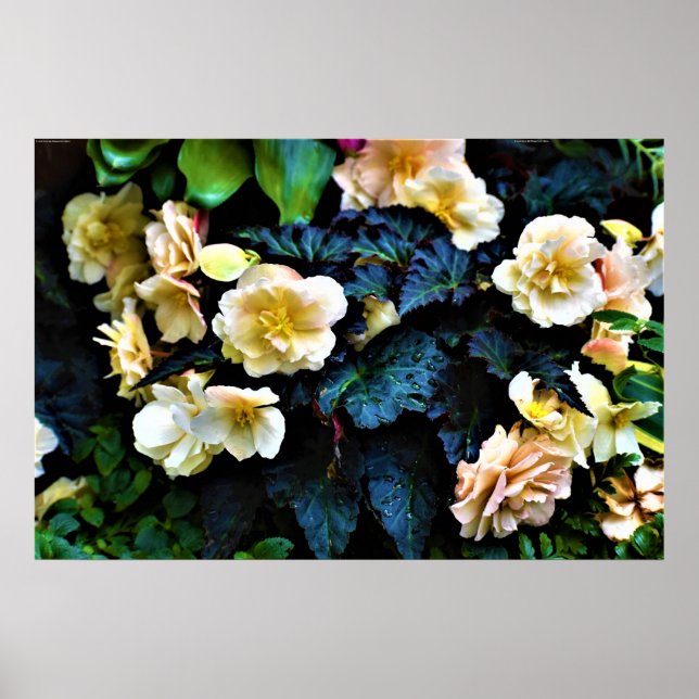 God morgon, Poster (Framsidan)