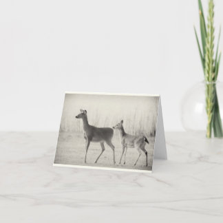 God morgon Whitetails Kort