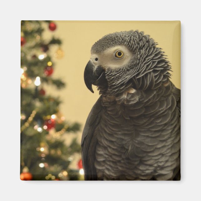 God Parrot Magnet (Framsidan)