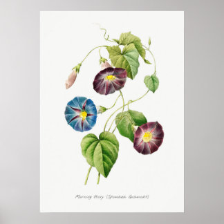 God Vintage i botanik illustration Poster