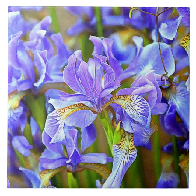 Goda Lila Irises i maj Kakelplatta (Framsidan)