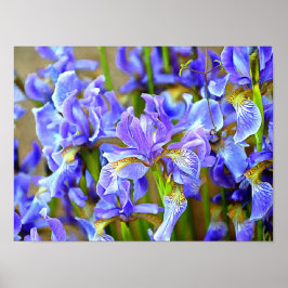Goda Lila Irises i maj Poster
