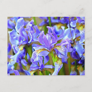Goda Lila Irises i maj Vykort