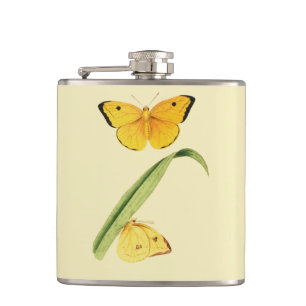 Godart's Colias Butterfly Fickplunta