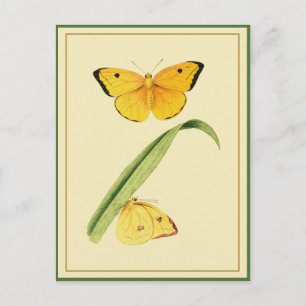 Godart's Colias Butterfly Vykort