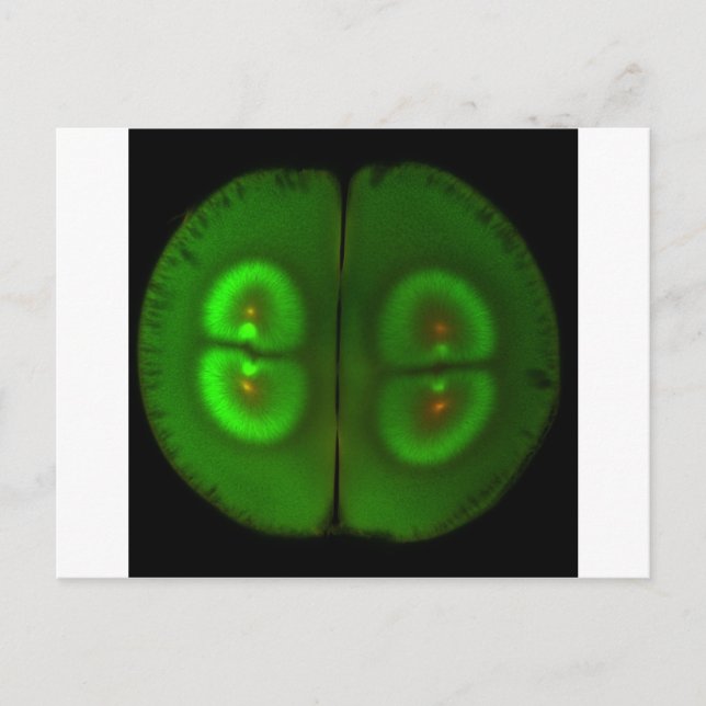 Gödda grodägg vykort (Framsida)