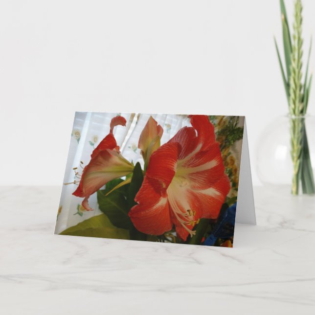 Gode Gud, Stargazer Amaryllis Kort (Framsida)