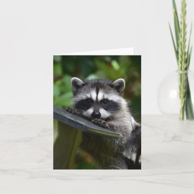 Godkänd Raccoon Baby! Kort (Framsida)