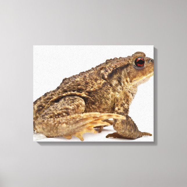 Gödla eller europeiska bogserbåtar (Bufo bufo) som Canvastryck (Framsida)
