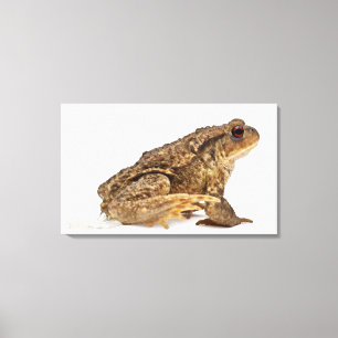 Gödla eller europeiska bogserbåtar (Bufo bufo) som Canvastryck