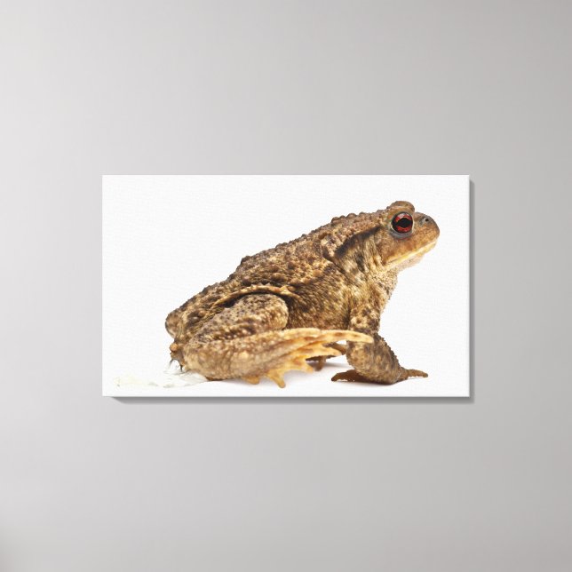 Gödla eller europeiska bogserbåtar (Bufo bufo) som Canvastryck (Framsida)