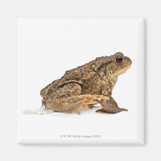 Gödla eller europeiska bogserbåtar (Bufo bufo) som Magnet (Framsidan)