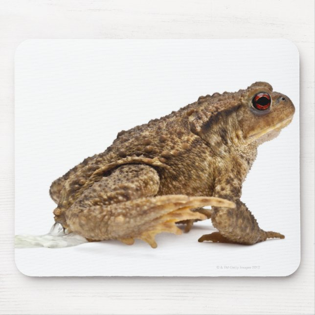 Gödla eller europeiska bogserbåtar (Bufo bufo) som Musmatta (Framsidan)