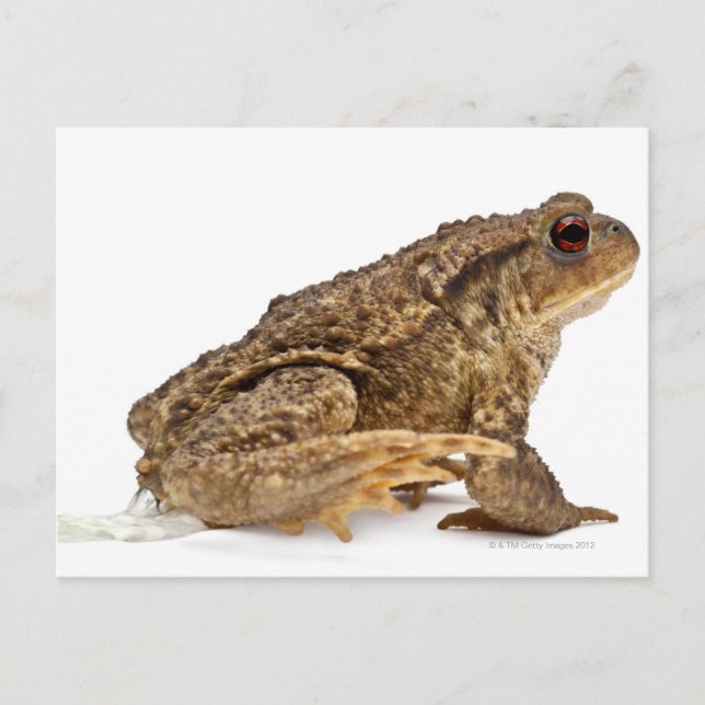 Gödla eller europeiska bogserbåtar (Bufo bufo) som Vykort (Framsida)