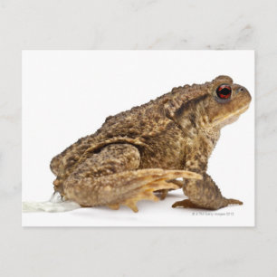 Gödla eller europeiska bogserbåtar (Bufo bufo) som Vykort