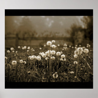Godmorgon Mist Dandelions poster