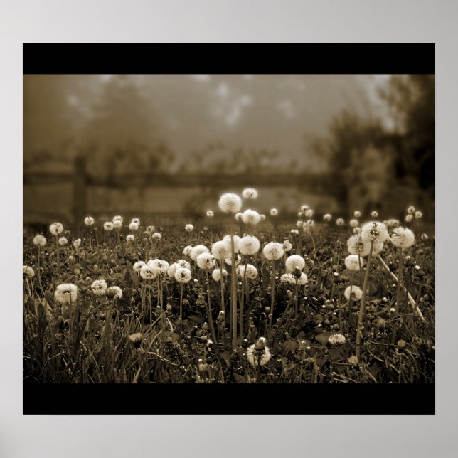 Godmorgon Mist Dandelions poster (Framsidan)