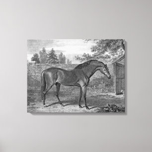 Godolphin arabhästar canvastryck