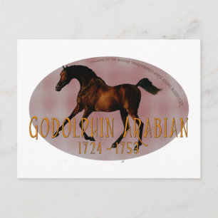 Godolphin Arabian Vykort