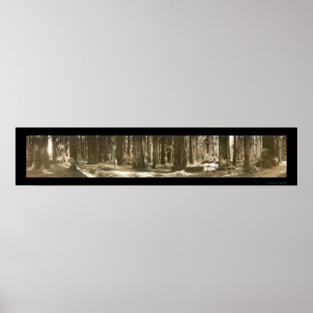 Gods Handiwork Redwood Photo 1912 Poster (Framsidan)