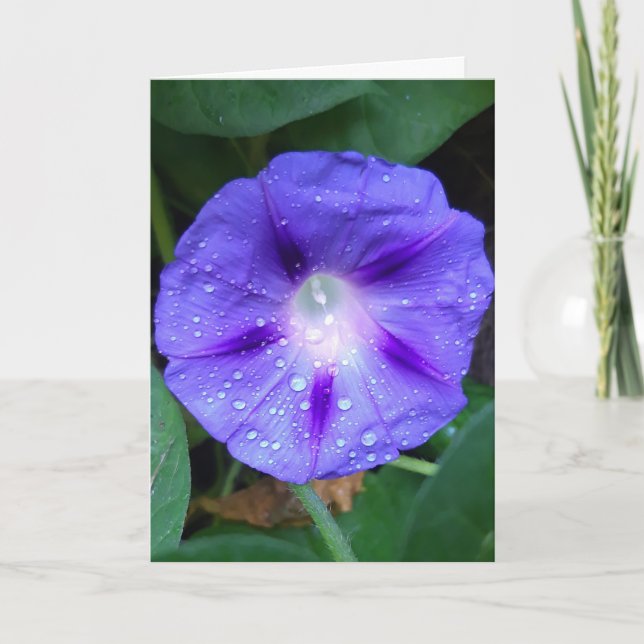 Godsblommor, Ipomoea med regndroppar Kort (Framsida)