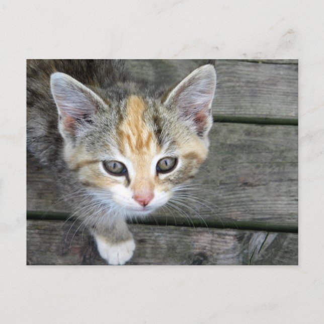 Godtagbara kattunge vykort (Framsida)