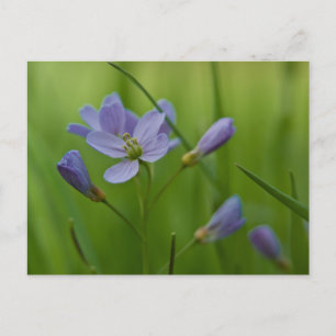 Gökblomster Postkort Vykort